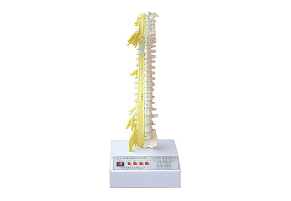 脊柱骨與脊神經(jīng)系統(tǒng)關(guān)系電動模型產(chǎn)品功能測試報(bào)告