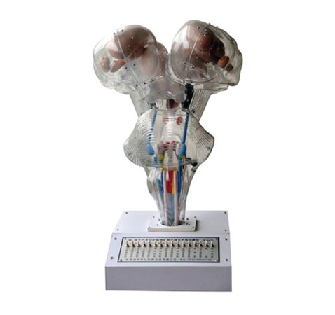 腦、腦水平切、腦神經(jīng)核立體關(guān)系電動模型